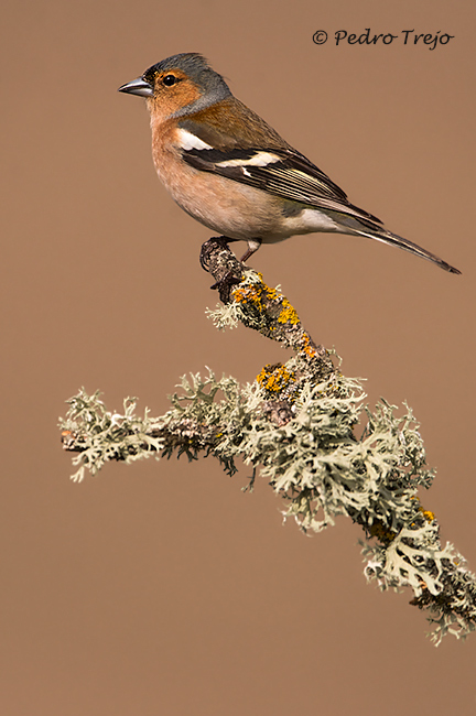 Pinzon vulgar (Fringilla coelebs)